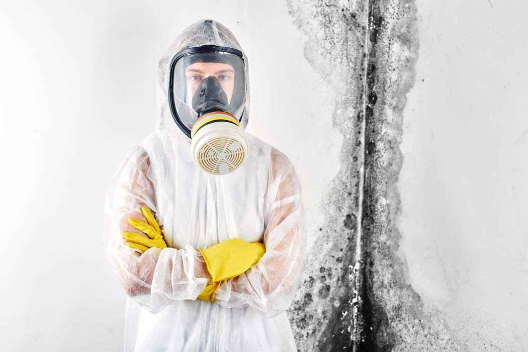 mold removal specialist